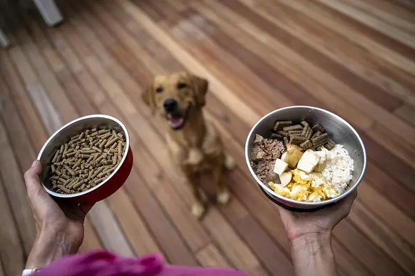 Zelfgemaakt versus in de winkel gekocht voedsel: wat is het beste voor uw puppy?