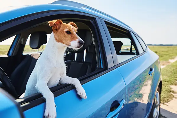 Traveling with Your Puppy: Tips for Car Rides, Plane Trips, and Hotel Stays with Your Furry Companion