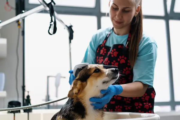 Peluquería canina casera: cuándo hacerlo usted mismo y cuándo llamar a un profesional