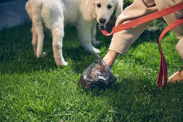 New Puppy Parent? Here's Why Soft Puppy Poop Shouldn't (Always) Worry You