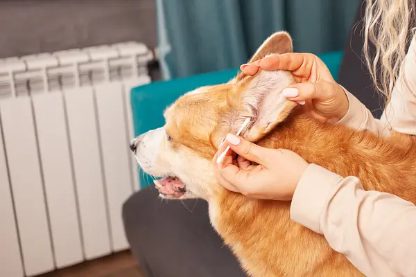 Mantener sanos los oídos de su cachorro: consejos esenciales para el cuidado de los oídos