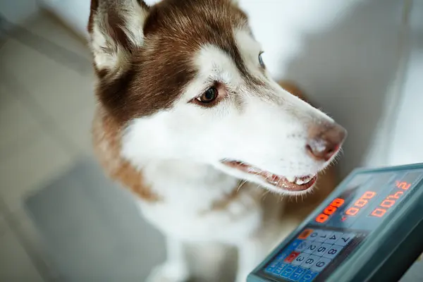 Een gezond gewicht voor uw hond behouden: tips en trucs