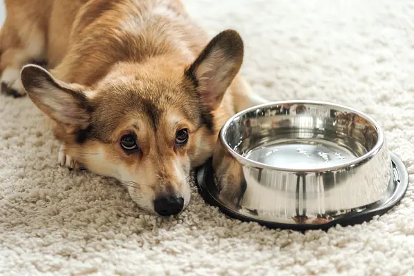 ¿Cuánta agua necesita tu cachorro diariamente?