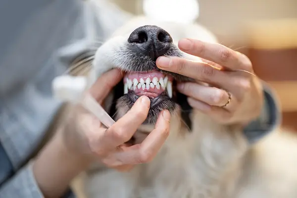 So bleibt das Lächeln Ihres Welpen strahlend: Ein Leitfaden zur Zahnhygiene bei Hunden