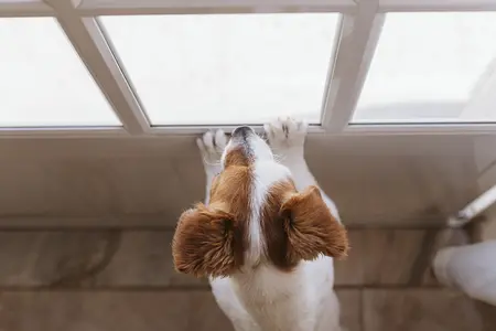 Recognizing Your Puppy's 'I Need to Go' Signals