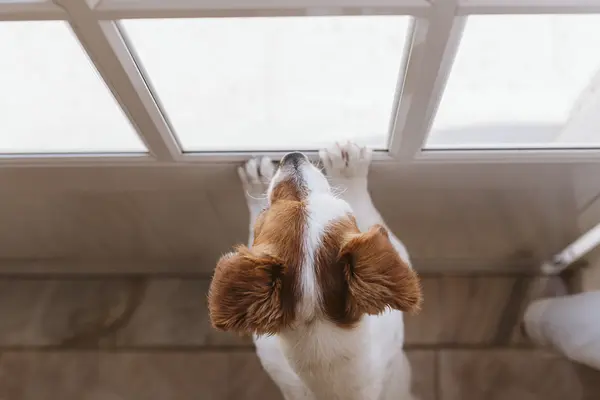 Reconocer las señales de "Necesito irme" de su cachorro