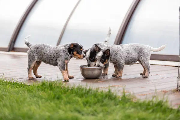 ¿Cuánta agua debe beber tu cachorro cada día? 🐾💧