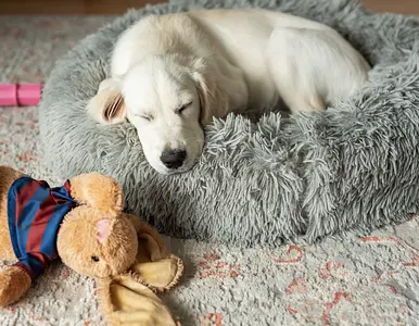 Creating a Consistent Bedtime Routine for Your New Puppy