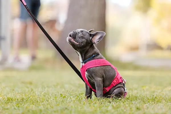 Leibandtraining voor puppy's: introductie van de riem en het aanleren van goede riemmanieren