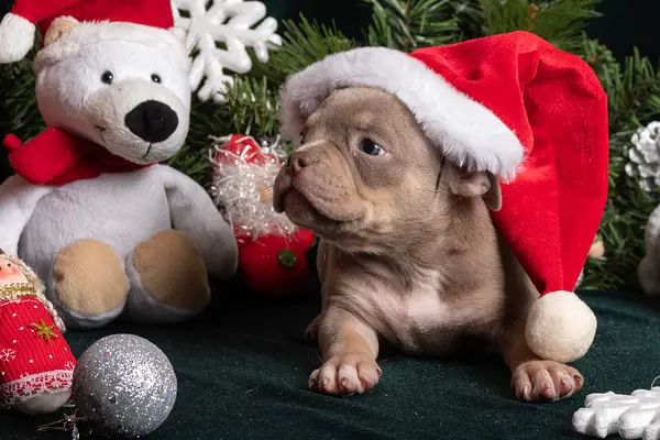 Dios mío, ¿tuviste un cachorro durante las vacaciones? ¿Ahora que?