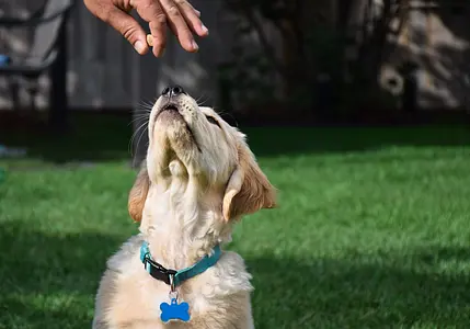 Basic Obedience Commands: Teaching Your Puppy Essential Commands Like Sit, Stay, Come, and Heel