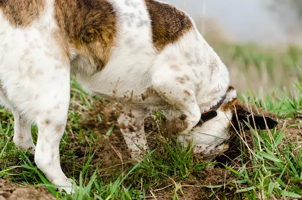 Taming the Tiny Excavator: How to Stop Your Puppy's Digging Habits