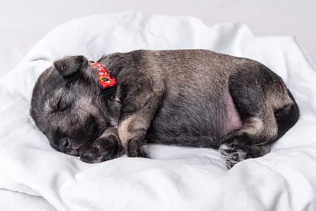 How to Help Your Puppy Sleep Through the Night
