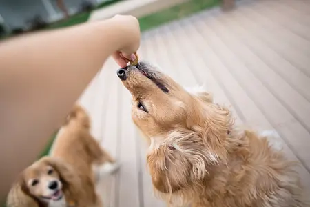 Treats and Training: The Sweet Way to Teach Your Puppy