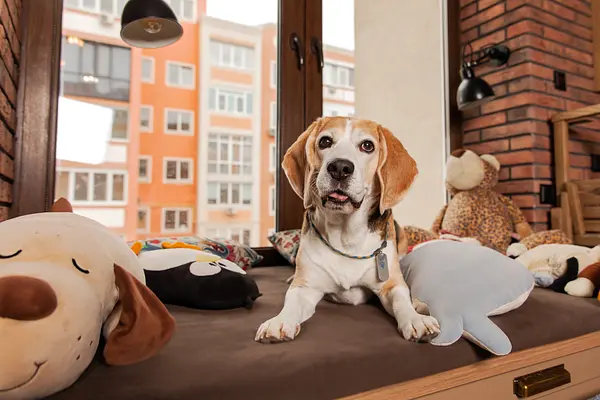 Noches tranquilas: cómo ayudar a su cachorro de apartamento a dormir profundamente