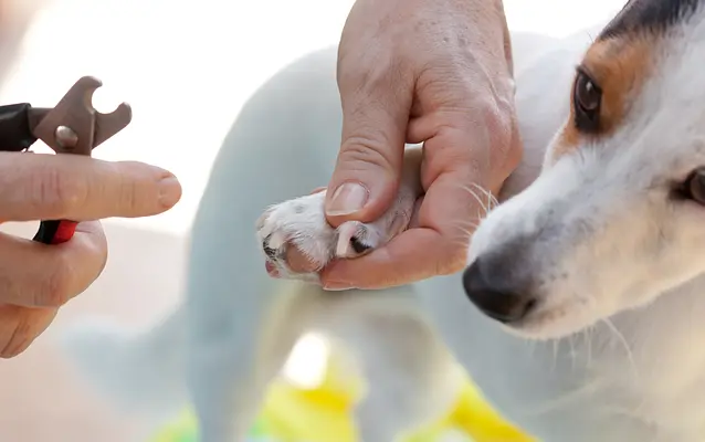 Recorte de uñas sin estrés: una guía para mantener saludables las patas de su cachorro