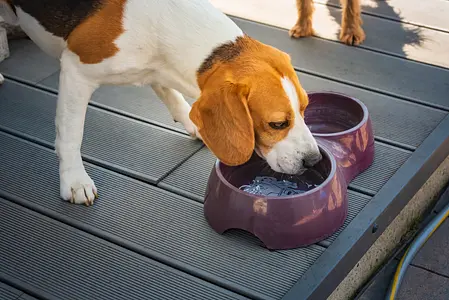 Signs Your Puppy May Be Dehydrated