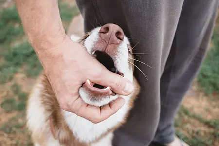 Brincadeira de cachorrinho: ensinando seu cachorro a brincar com delicadeza