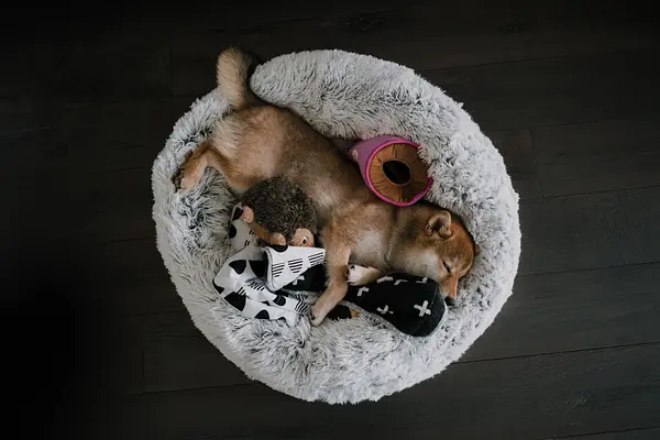 Nachtelijk wakker worden aanpakken: uw hond helpen de nacht door te slapen