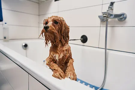 Grooming and Hygiene for Puppies: Brushing, Bathing, and Nail Trimming Tips