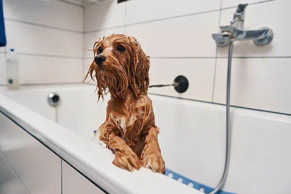 Pflege und Hygiene für Welpen: Tipps zum Bürsten, Baden und Krallenschneiden