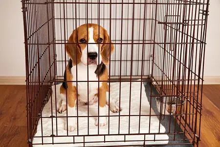 Crate Training 101: Benefits of Crate Training and Step-by-Step Guide to Introducing a Crate