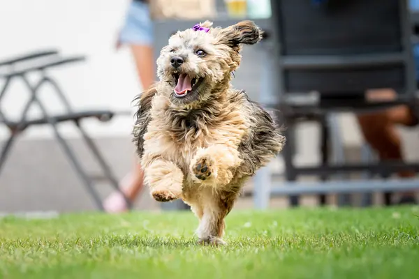 Necesidades de ejercicio para cachorros: cantidades y tipos de ejercicio adecuados para cachorros en crecimiento